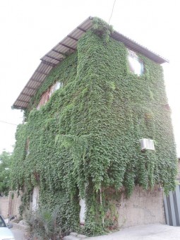 DSCN0919