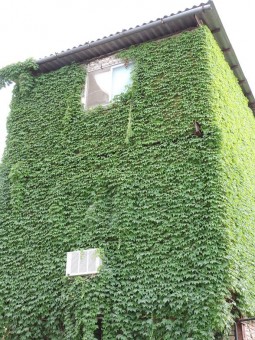 DSCN0921
