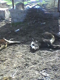 photo_2016-04-07_23-58-10