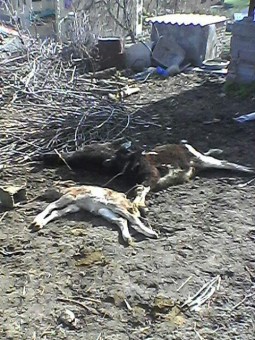 photo_2016-04-07_23-58-12