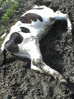 photo_2016-04-07_23-58-15