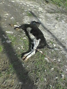 photo_2016-04-07_23-58-18