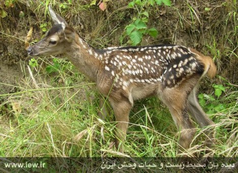 930306_titi-dodange-3