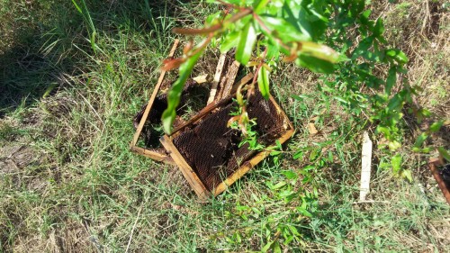 photo_2016-08-17_17-10-52