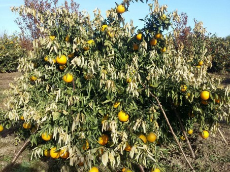 photo_2016-12-01_09-38-40