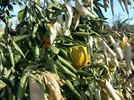 photo_2016-12-01_09-38-44